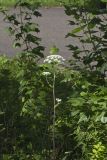 Hairy Angelica, Angelica vennenosta