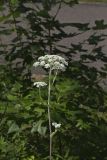 Hairy Angelica, Angelica vennenosta