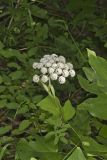 Hairy Angelica, Angelica vennenosta