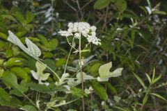 Hairy Angelica, Angelica vennenosta