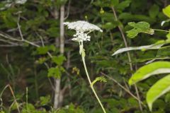 Hairy Angelica, Angelica vennenosta