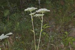 Hairy Angelica, Angelica vennenosta