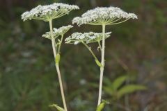 Hairy Angelica, Angelica vennenosta