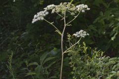 Hairy Angelica, Angelica vennenosta