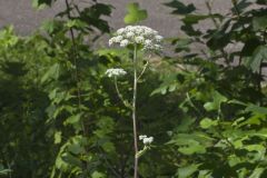Hairy Angelica, Angelica vennenosta