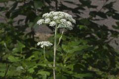 Hairy Angelica, Angelica vennenosta