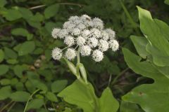 Hairy Angelica, Angelica vennenosta