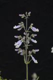 Hairy beardtongue, Penstemon hirsutus