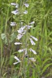Hairy beardtongue, Penstemon hirsutus