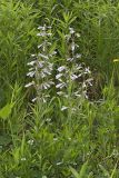 Hairy beardtongue, Penstemon hirsutus