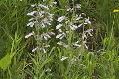 Hairy beardtongue