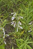 Hairy beardtongue, Penstemon hirsutus