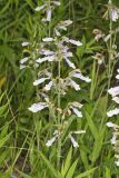 Hairy beardtongue, Penstemon hirsutus