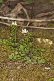 Hairy Bittercress, Cardamine hirsuta