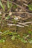Hairy Bittercress, Cardamine hirsuta