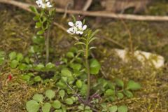 Hairy Bittercress, Cardamine hirsuta