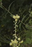 Hairy Bushclover, Lespedeza hirta