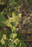 Hairy Bushclover, Lespedeza hirta