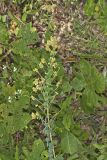 Hairy Bushclover, Lespedeza hirta