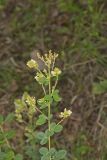 Hairy Bushclover, Lespedeza hirta
