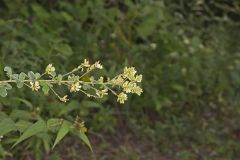 Hairy Bushclover, Lespedeza hirta