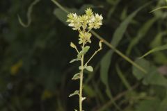 Hairy Bushclover, Lespedeza hirta
