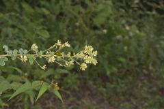 Hairy Bushclover, Lespedeza hirta