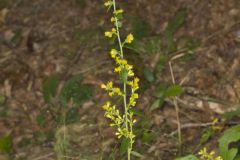 Hairy Goldenrod, Solidago hispida