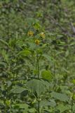 Hairy Leafcup, Smallanthus uvedalius