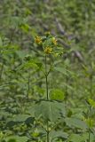 Hairy Leafcup, Smallanthus uvedalius