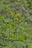 Hairy Leafcup, Smallanthus uvedalius