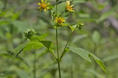 Hairy Leafcup