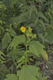 Hairy Leafcup, Smallanthus uvedalius