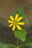 Hairy Leafcup, Smallanthus uvedalius
