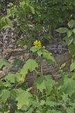 Hairy Leafcup, Smallanthus uvedalius