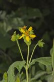 Hairy Leafcup, Smallanthus uvedalius