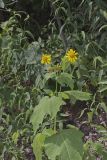 Hairy Leafcup, Smallanthus uvedalius
