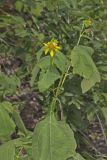 Hairy Leafcup, Smallanthus uvedalius