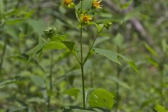 Hairy Leafcup, Smallanthus uvedalius