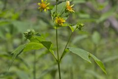 Hairy Leafcup, Smallanthus uvedalius