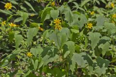 Hairy Leafcup, Smallanthus uvedalius