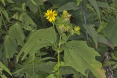 Hairy Leafcup, Smallanthus uvedalius