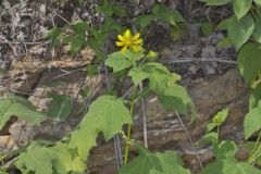Hairy Leafcup, Smallanthus uvedalius