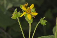 Hairy Leafcup, Smallanthus uvedalius