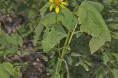 Hairy Leafcup, Smallanthus uvedalius