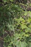 Hairy Lettuce, Lactuca hirsuta