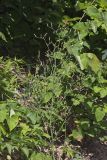 Hairy Lettuce, Lactuca hirsuta