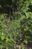 Hairy Lettuce, Lactuca hirsuta