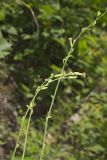 Hairy Lettuce, Lactuca hirsuta