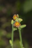 Hairy Lettuce, Lactuca hirsuta